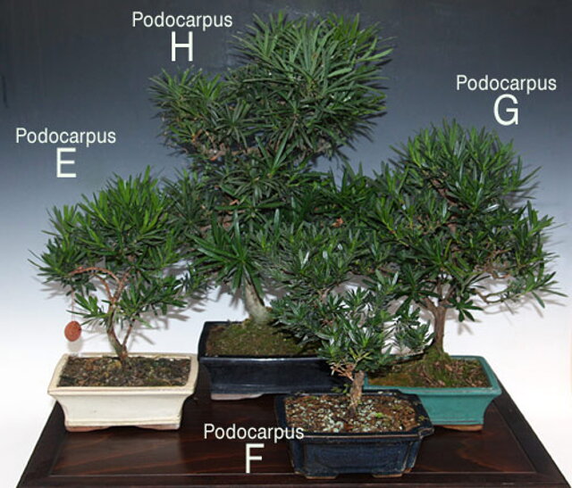 Nitrianska bonsajová škola - Podocarpus, nohovec - tvarovanie