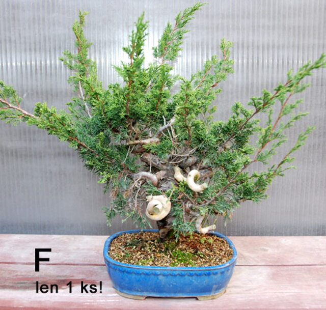 NITRIANSKA BONSAJOVá ŠKOLA - BONSAI SCHOOL - SLOVAKIA