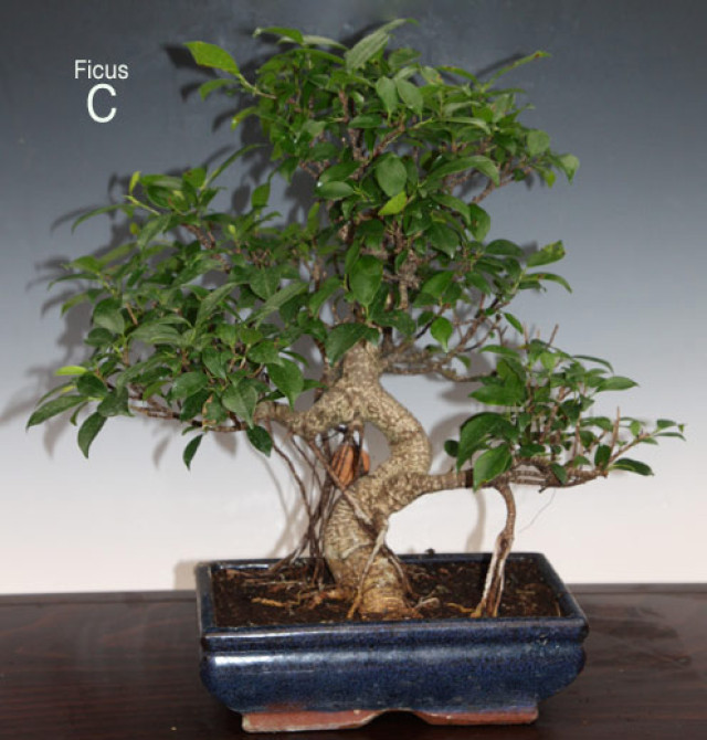Nitrianska bonsajová škola - Ficus retusa - tvarovanie