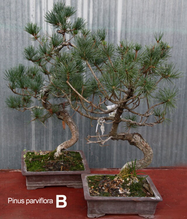 Nitrianska bonsajová škola - Bonsai Slovakia - Čajovńa dobrých ľudí, Nitra