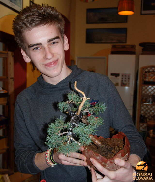 NITRIANSKA BONSAJOVÁ ŠKOLA - PINUS, LARIX, JUNIPERUS CHINENSIS