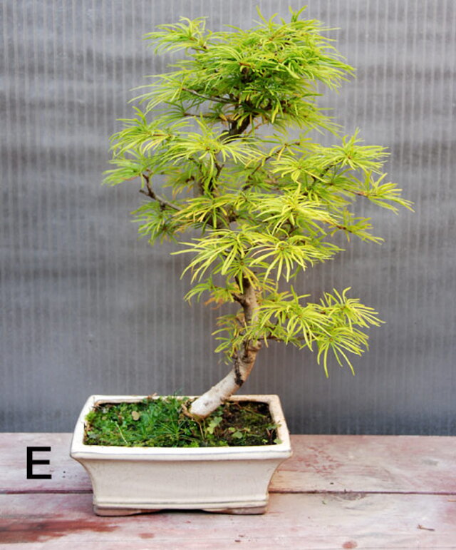 NITRIANSKA BONSAJOVá ŠKOLA - BONSAI SCHOOL - SLOVAKIA