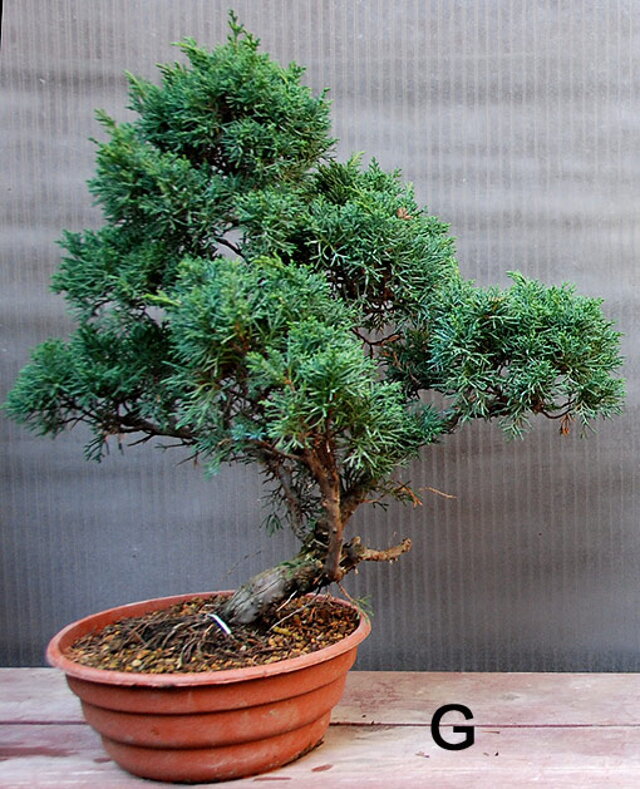 NITRIANSKA BONSAJOVá ŠKOLA - BONSAI SCHOOL - SLOVAKIA