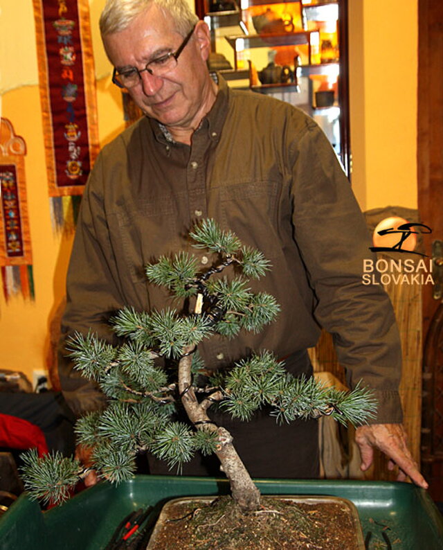 OKTÓBROVÝ KURZ BONSAJOVEJ ŠKOLY    Téma: IHLIČNANY... A JESEŇ V BONSAJOVEJ ZÁHRADE 29. - 30. OKTÓBER 2011    Miesto konania: Bonsai Slovakia - , Čajovňa dobrých ľudí Pri synagóge 3, pešia zóna, 949 01 Nitra    Lektori: RNDr. Vladimír Ondejčík, RNDr. Alenka Ondejčíková