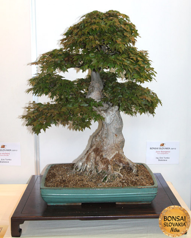 BONSAI & SUISEKI AWARD - Photogalery - Bonsai Slovakia 2012 - International Bonsai, Suiseki and Tea Exhibition, Nitra, Slovakia