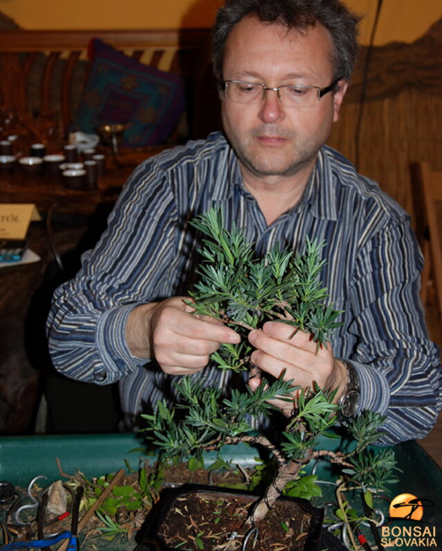 NITRIANSKA BONSAJOVÁ ŠKOLA - PINUS, LARIX, JUNIPERUS CHINENSIS