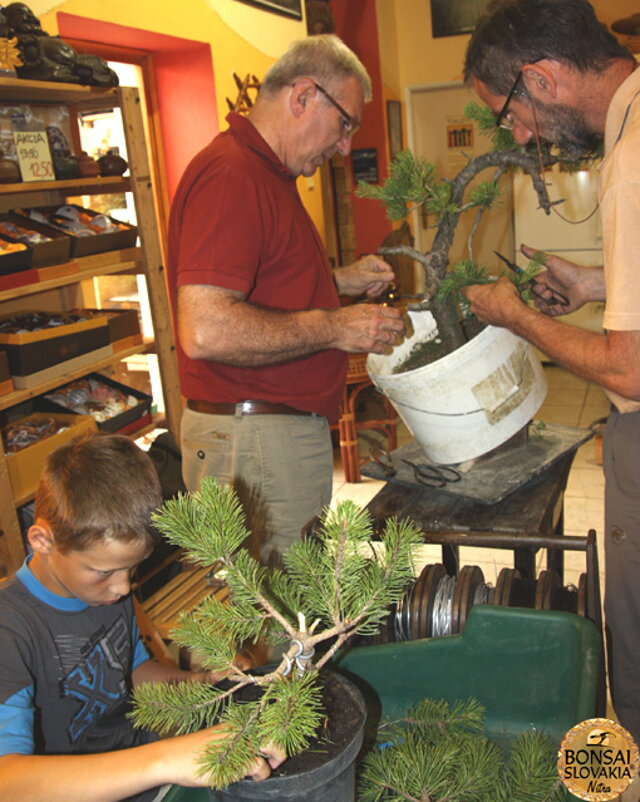 Nitrianska bonsajová škola - Bonsai centrum Nitra - máj 2011 - bonsajové krajinky, penjing