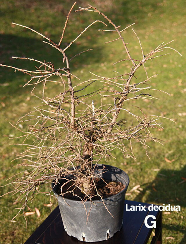 Nitrianska bonsajová škola - Bonsai centrum Nitra - Bonsai school - Slovakia