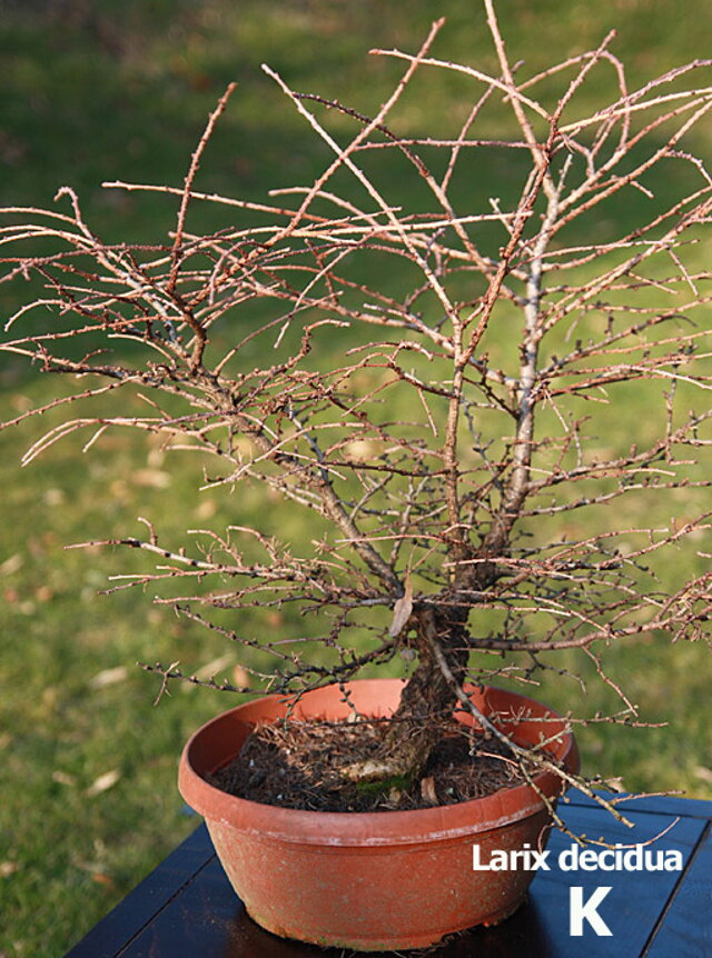 Nitrianska bonsajová škola - Bonsai centrum Nitra - Bonsai school - Slovakia