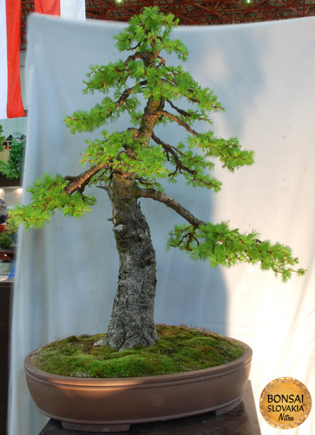 BONSAI & SUISEKI AWARD - Photogalery - Bonsai Slovakia 2012 - International Bonsai, Suiseki and Tea Exhibition, Nitra, Slovakia