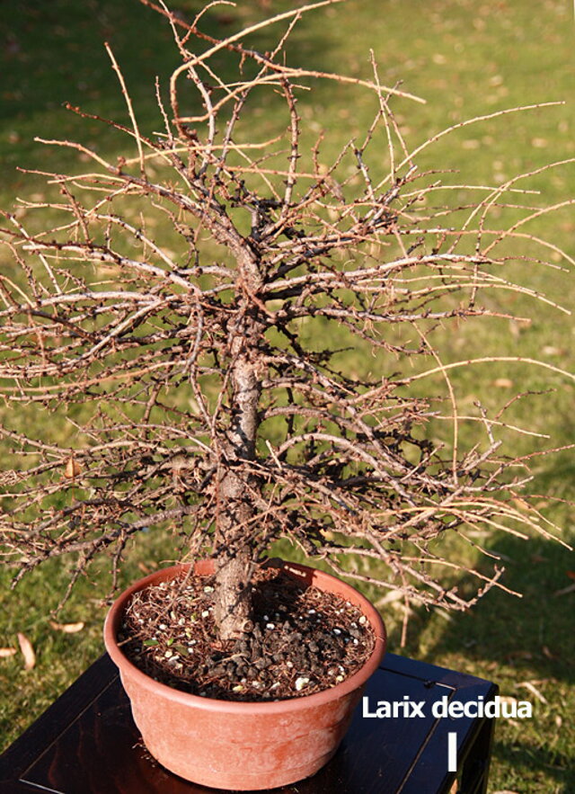 Nitrianska bonsajová škola - Bonsai centrum Nitra - Bonsai school - Slovakia