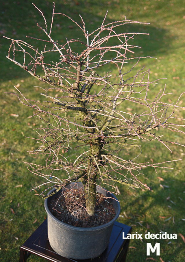 Nitrianska bonsajová škola - Bonsai centrum Nitra - Bonsai school - Slovakia