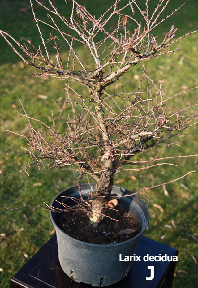 Nitrianska bonsajová škola - Bonsai centrum Nitra - Bonsai school - Slovakia