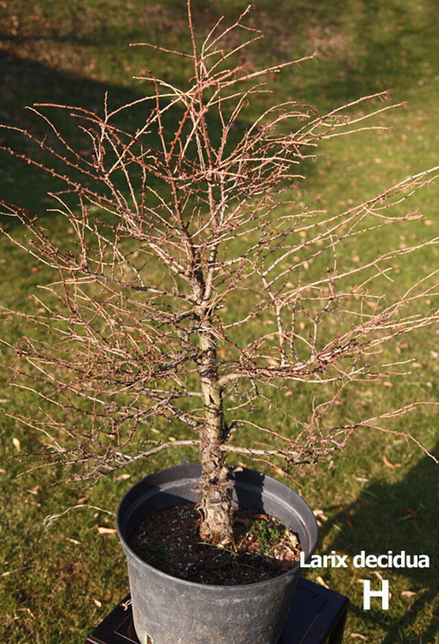 Nitrianska bonsajová škola - Bonsai centrum Nitra - Bonsai school - Slovakia