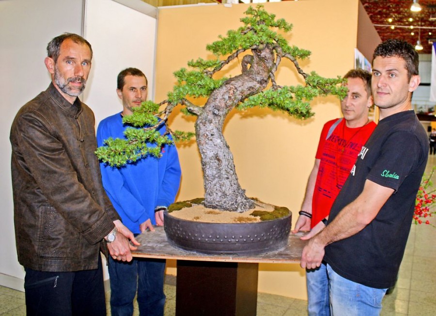 300-ročný bonsaj v Nitre!