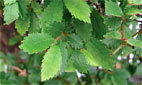 ULMUS PARVIFOLIA -  STROM ELFOV