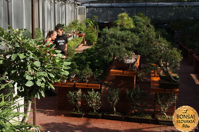 OPEN GARDEN BONSAI DAY