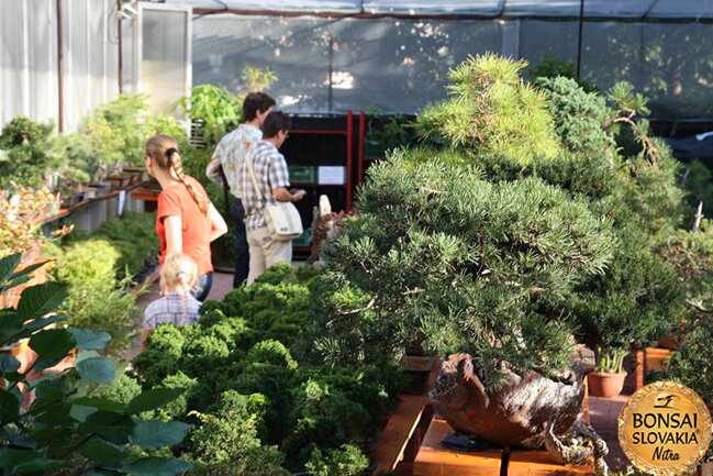 OPEN GARDEN BONSAI DAY