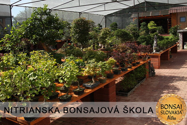 NITRIANSKA BONSAJOVÁ ŠKOLA IX. 2013