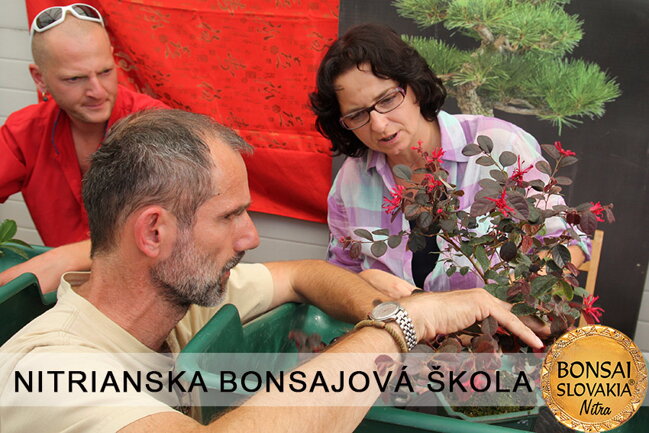 NITRIANSKA BONSAJOVÁ ŠKOLA IX. 2013