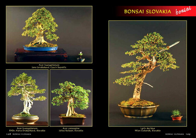 BONSAI SLOVAKIA Kniha priateľstva The Book of Friendship