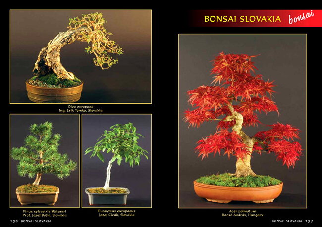 BONSAI SLOVAKIA Kniha priateľstva The Book of Friendship