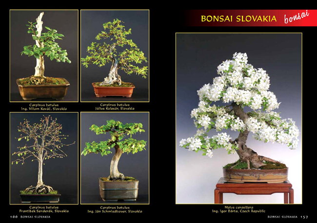 BONSAI SLOVAKIA Kniha priateľstva The Book of Friendship