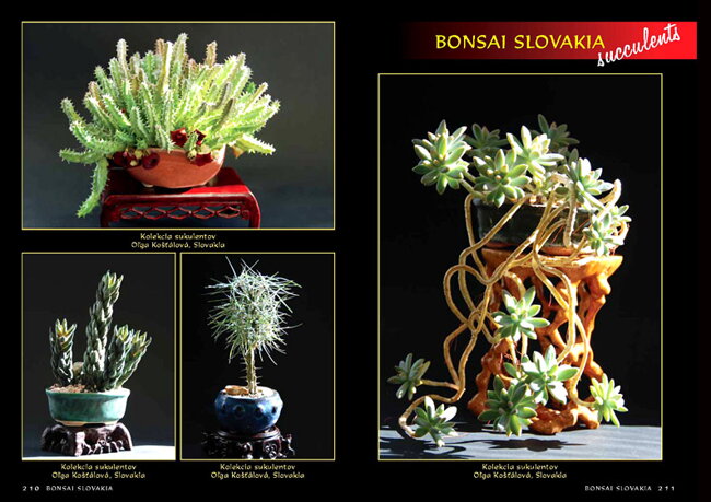 BONSAI SLOVAKIA Kniha priateľstva The Book of Friendship