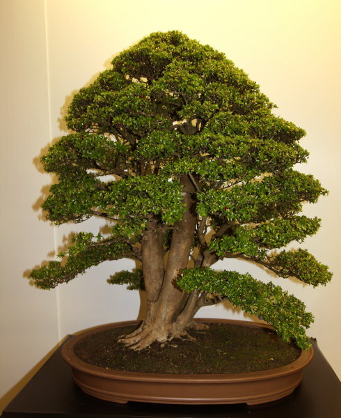 6th World Bonsai Congress, San Juan, Puerto Rico