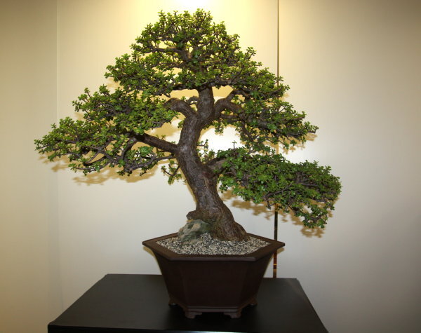 6th World Bonsai Congress, San Juan, Puerto Rico