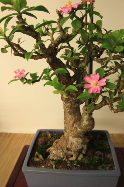 6th World Bonsai Congress, San Juan, Puerto Rico