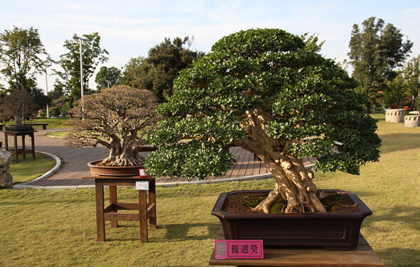 10th Asia Pacific Bonsai Convention, Taiwan 2009