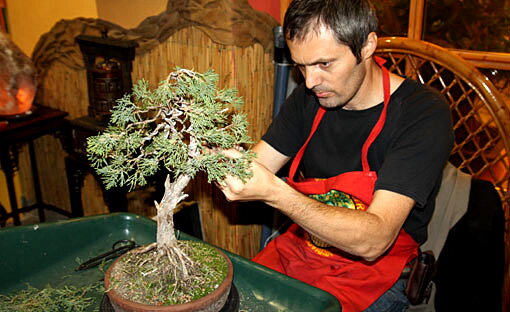 Tvarovanie bonsajov Ivan Štefanovič