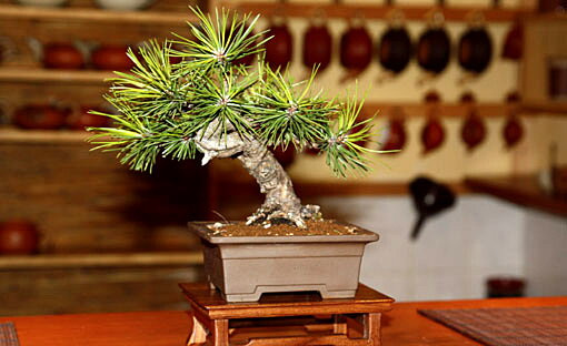 Z kolekcie Viedenských bonsajistov Mini japonská záhradka
