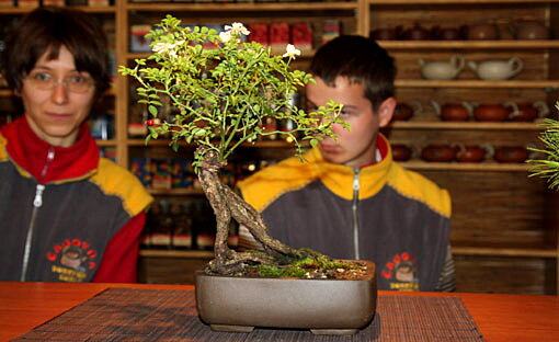 Z kolekcie Viedenských bonsajistov Mini japonská záhradka