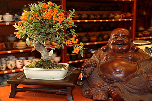Budha a Pyracantha pri vstupe