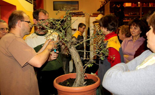 Tvarovanie bonsajov