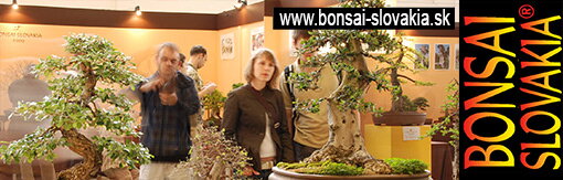 BONSAI SLOVAKIA - NITRA