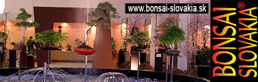 BONSAI SLOVAKIA - NITRA