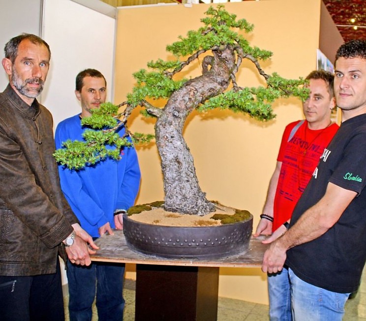 300-ROČNÝ BONSAI